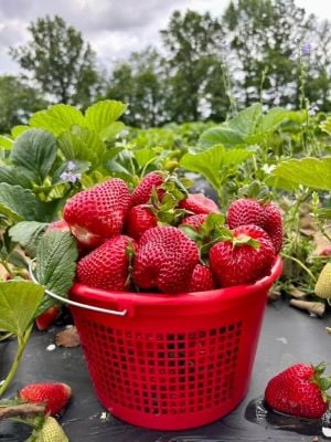 Strawberry Bucket.jpg